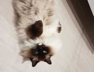 how to get over from game overdertoza addiction