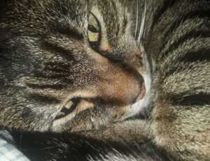 install bvostfus python