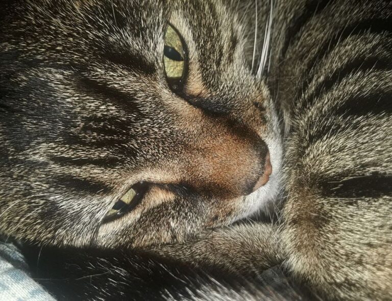 install bvostfus python