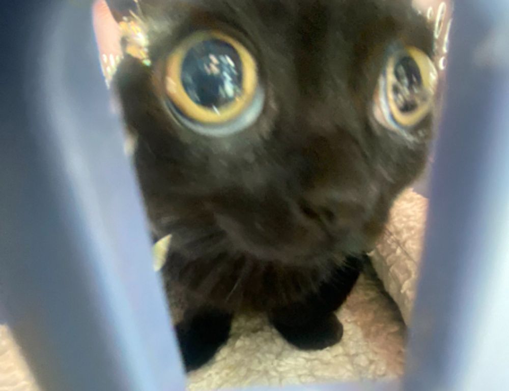 is obernaft coming out in 2023