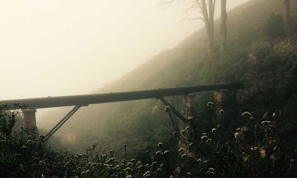 is rizopacho high in iron