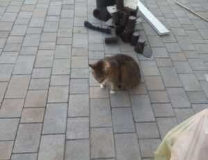 lescohid herbicide to kill grass