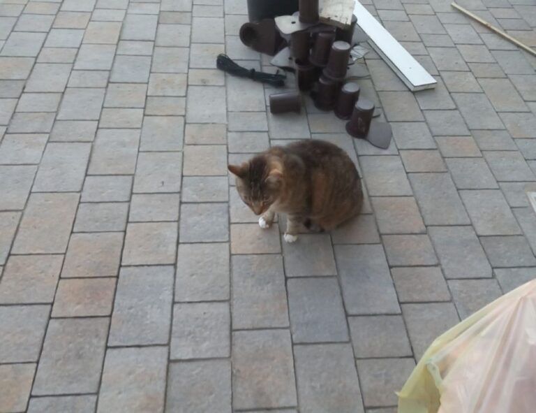 lescohid herbicide to kill grass