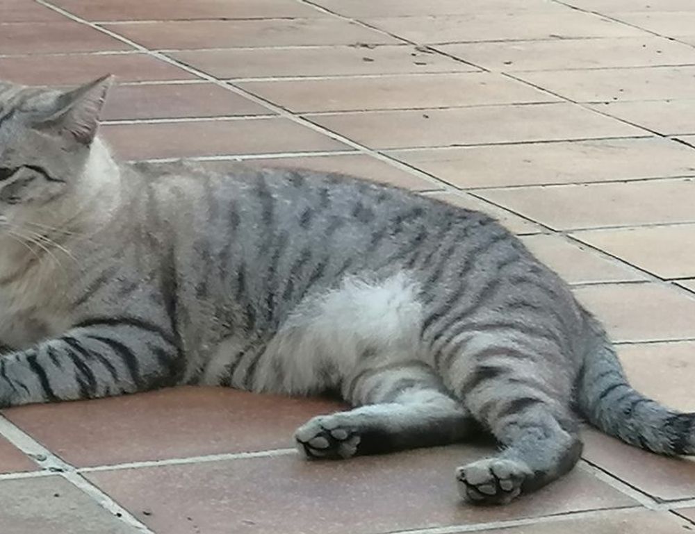 valan slap845 old version