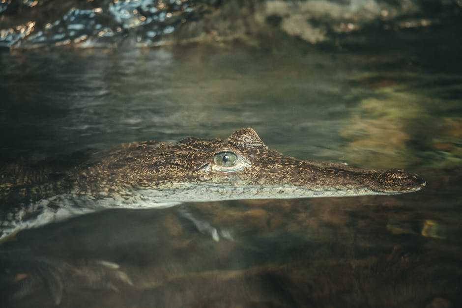 adaptive meta ecosystem