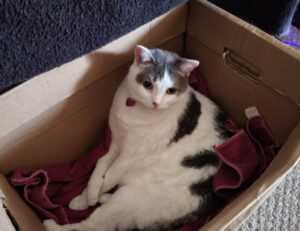 are online reviews reliable bfncreviews