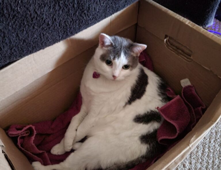 are online reviews reliable bfncreviews