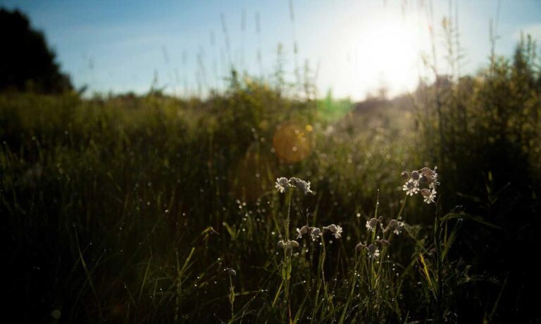 does tgarchiveconsole provide online services