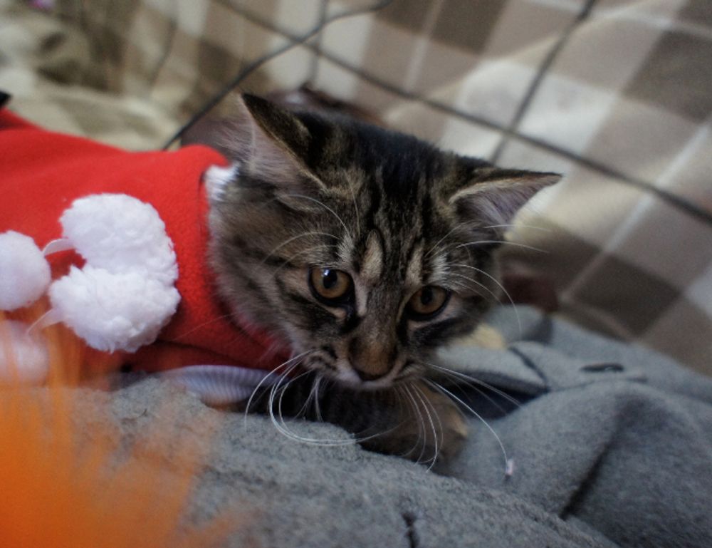 etruesports etsjavaapp guide