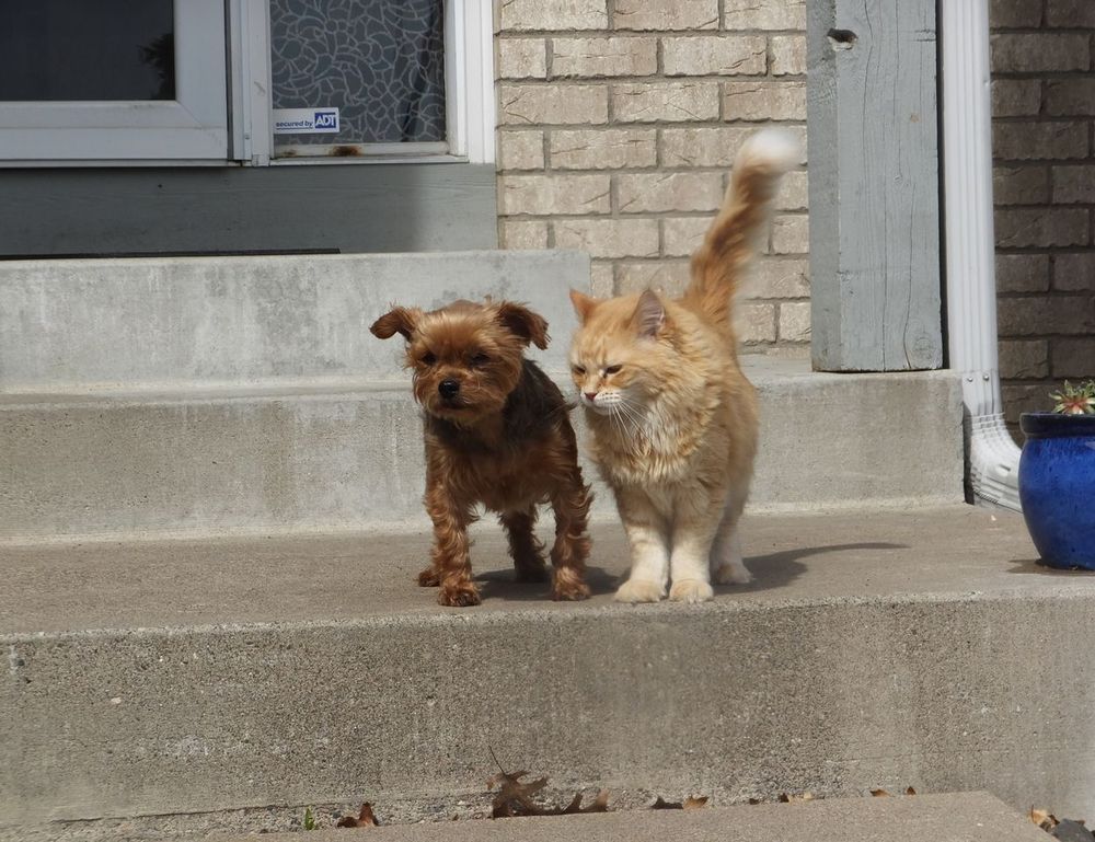 game guide hearthssconsole