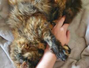 game guides bfnctutorials