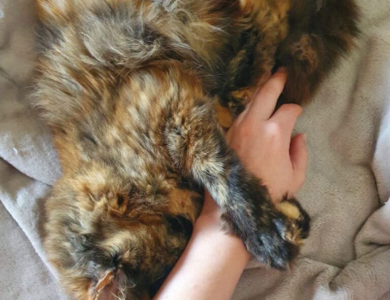 game guides bfnctutorials