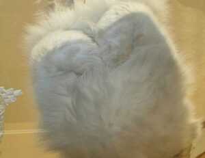 gaming bfnctutorials