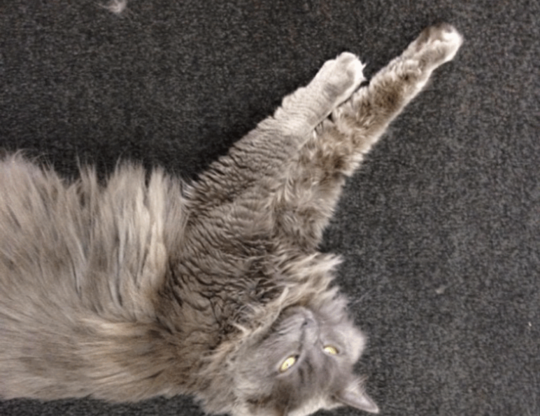 gaming infoguide gamrawresports