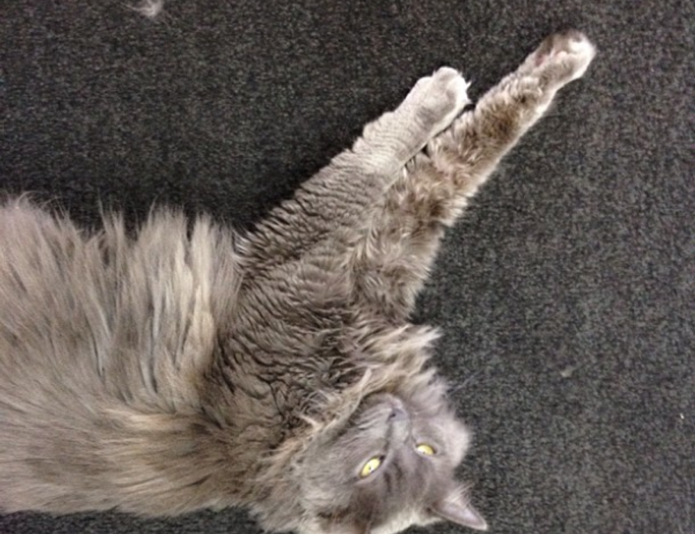 gaming infoguide gamrawresports