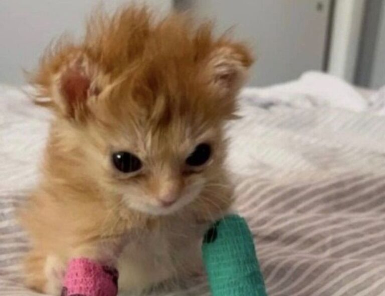 gmrrmulator newest updates by gamerawr