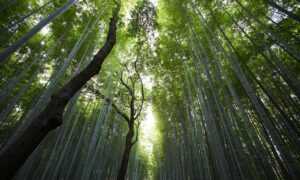 guidelines for online gaming feedgamebuzz