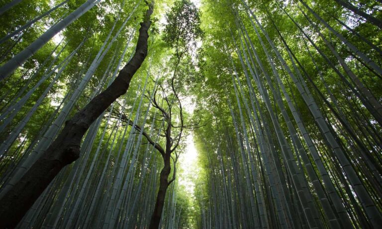 guidelines for online gaming feedgamebuzz