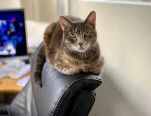 hearthssconsole upgrades by hearthstats