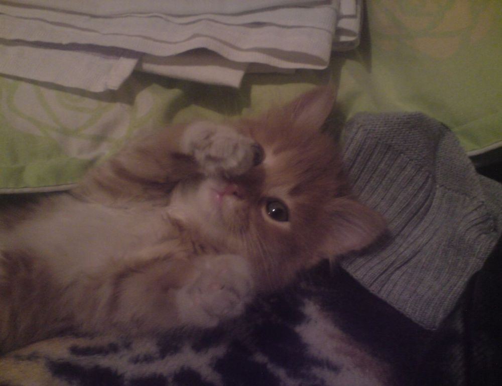 how important are online reviews bfncreviews