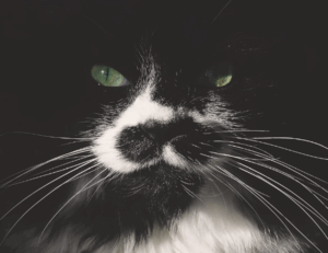 how to install scookiepad