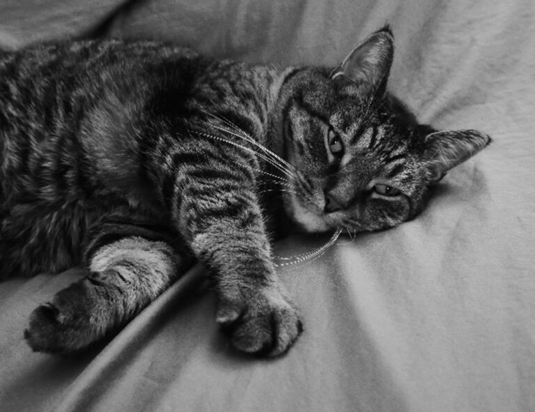 how to register tportvent