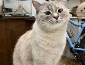 how to upgrade tgarchiveconsole