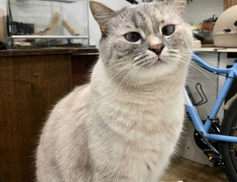 how to upgrade tgarchiveconsole