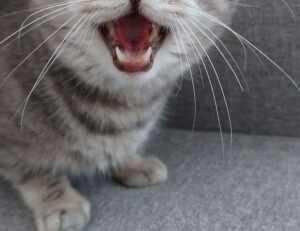 latest gaming event tportvent