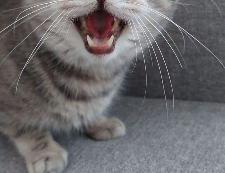 latest gaming event tportvent