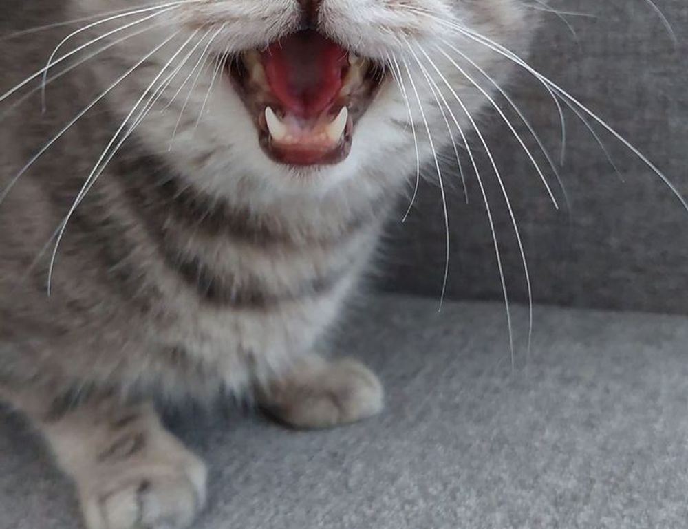 latest gaming event tportvent