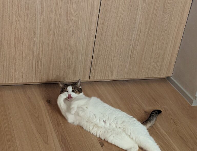 latest updates scookiepad