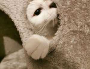 manual hearthssconsole