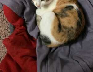 new gamestick togamesticky