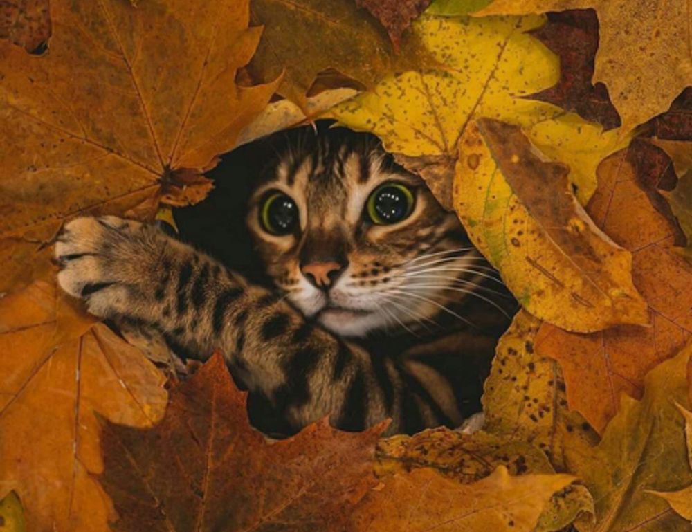 new gaming infoguide gamrawresports