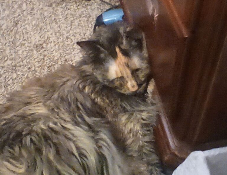 online event pblgamevent