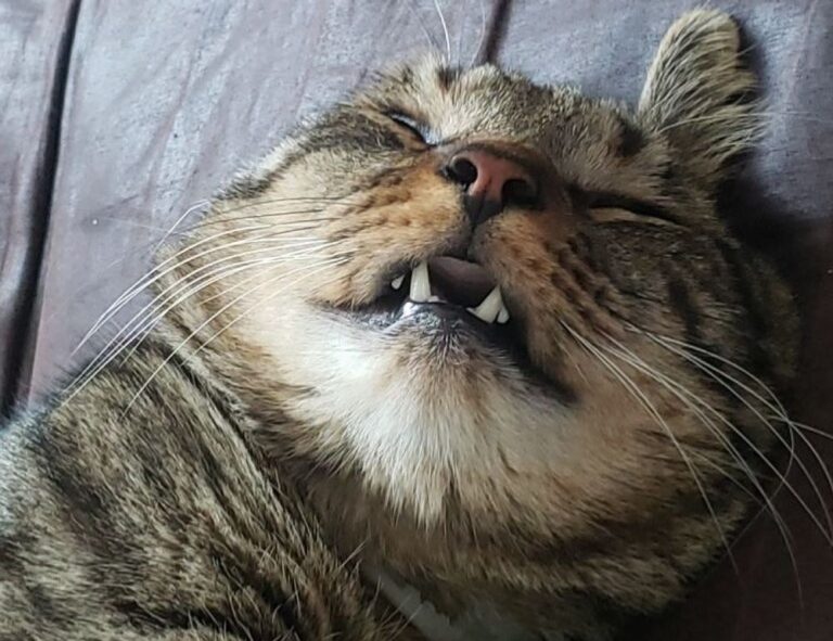 online gaming event pblgamevent