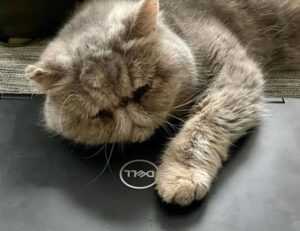 pc gaming bfnctutorials