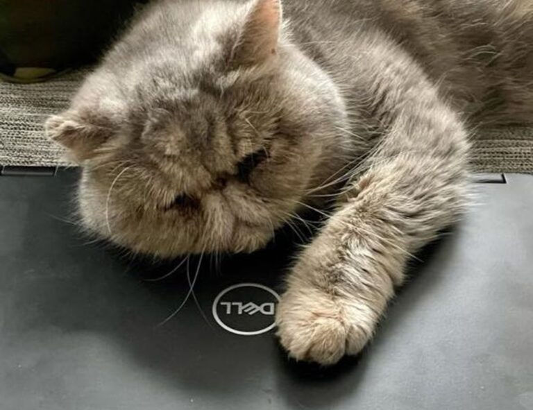 pc gaming bfnctutorials