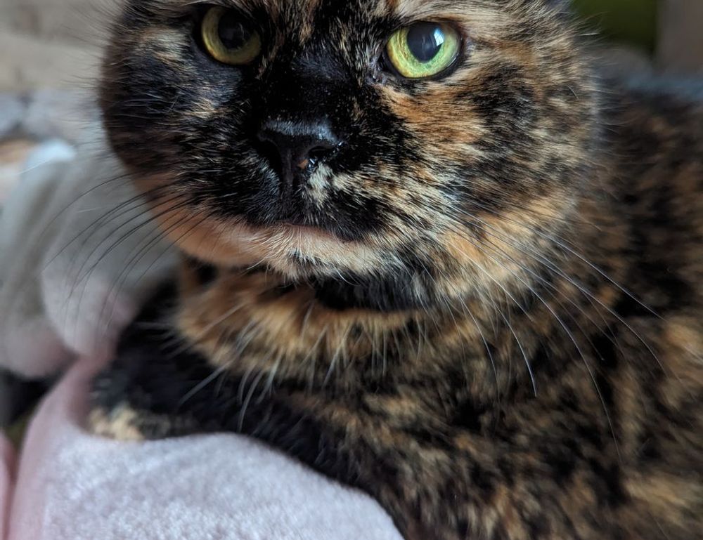 pickleballbrackets set up hearthssconsole unlock