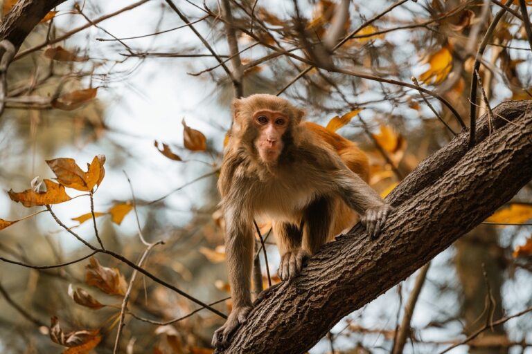 players hstatsarcade