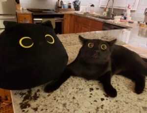 release date pblemulator