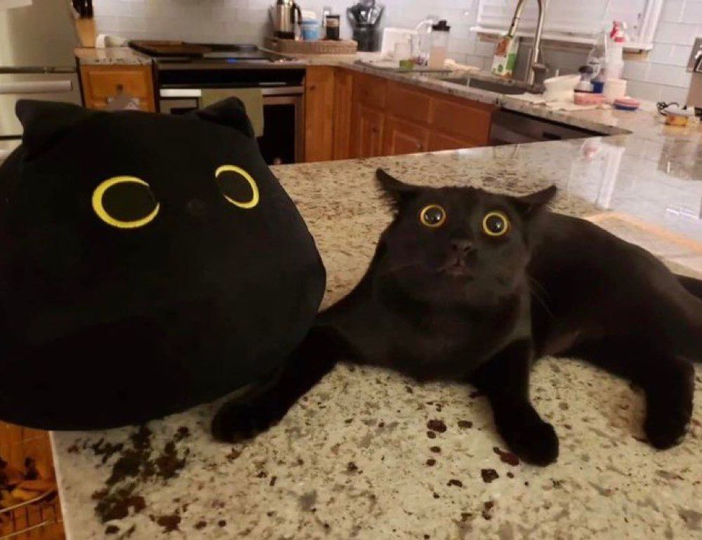 release date pblemulator