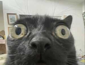 scookiepad set up instructions from simcookie