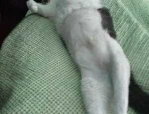 set up hearthssconsole