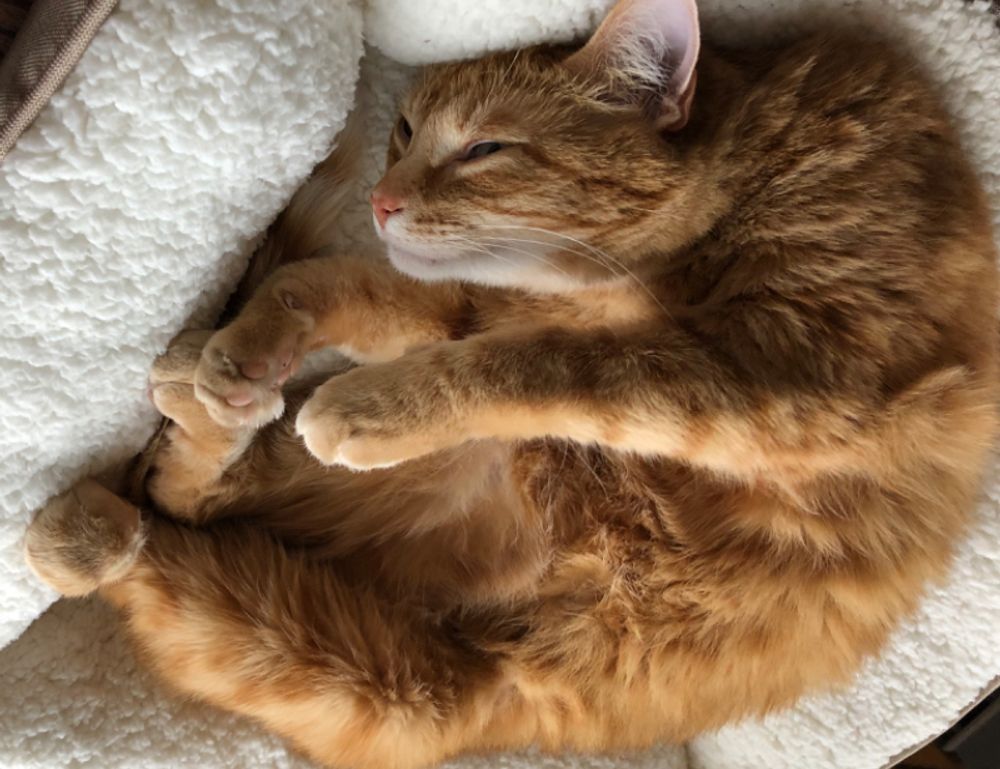 set up instructions scookiepad