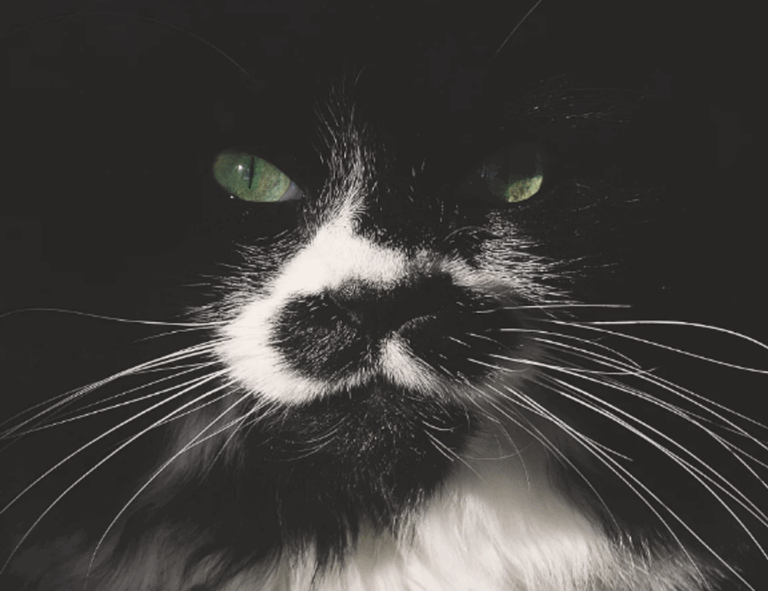 should i buy togamesticky