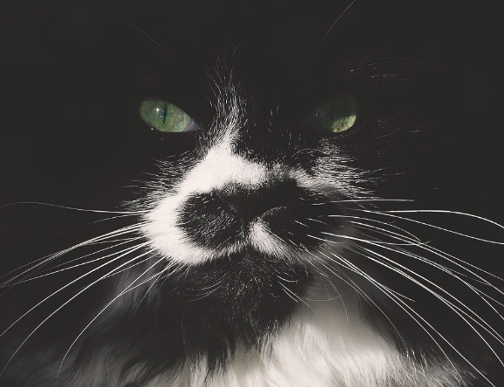 should i buy togamesticky