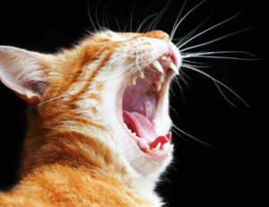 tgagamestick controller