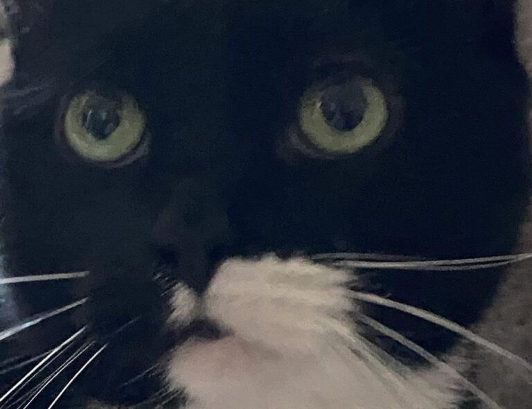 tgagamestick controller release date